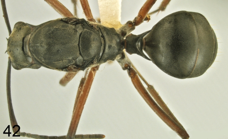 Polyrhachis bellicosa queen dorsal