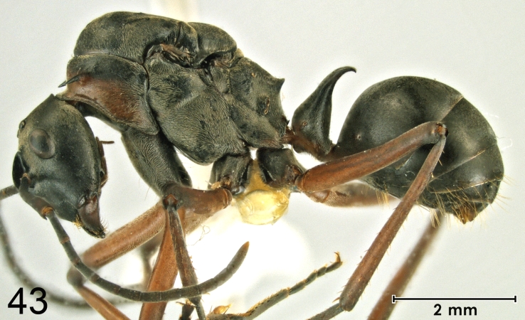 Polyrhachis bellicosa queen lateral