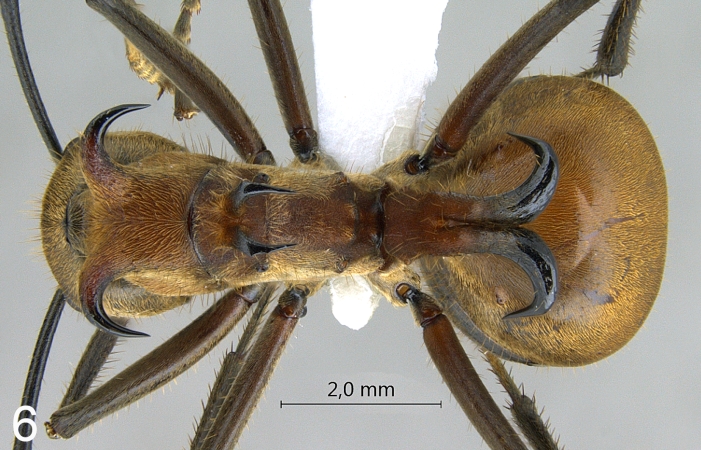 Polyrhachis bihamata dorsal