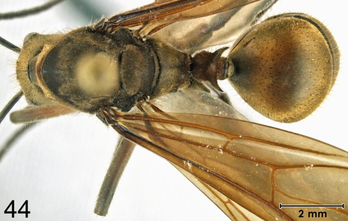 Polyrhachis bihamata queen new dorsal