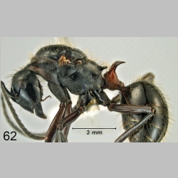 Polyrhachis lamellidens queen Fr. Smith, 1874 lateral
