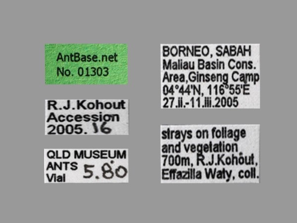 Polyrhachis maliau label