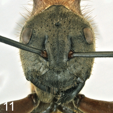 Polyrhachis mindanaensis frontal
