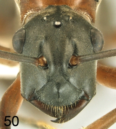 Polyrhachis taylori queen frontal