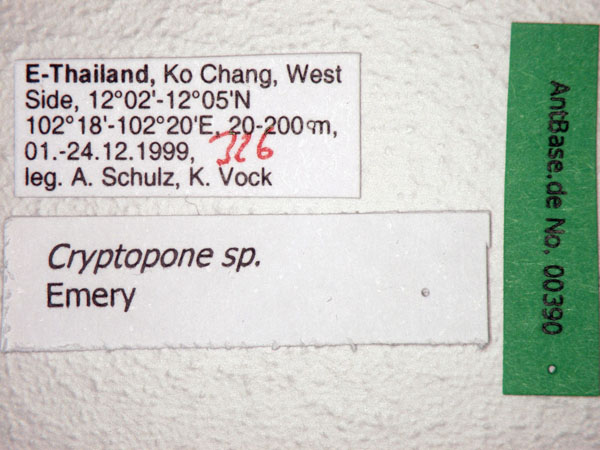 Cryptopone sp. label