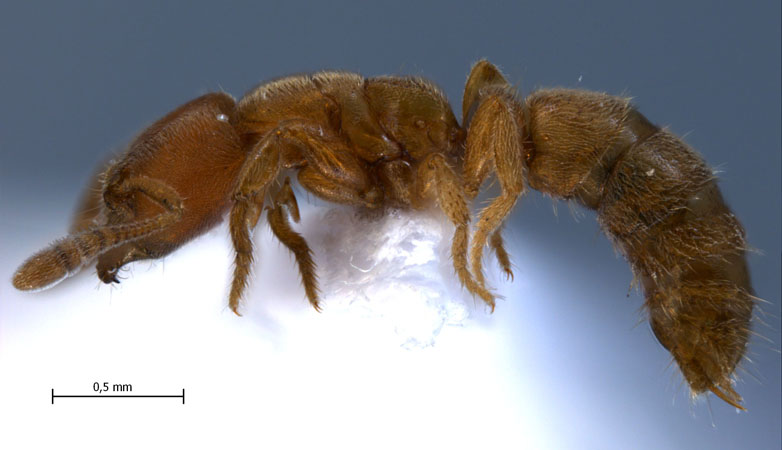 Cryptopone sp. lateral
