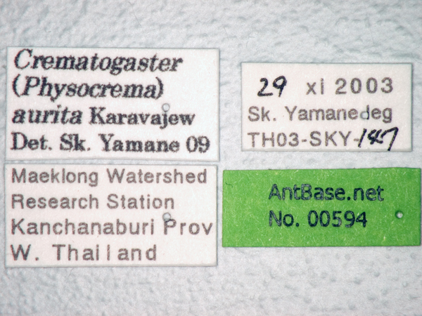 Crematogaster aurita label
