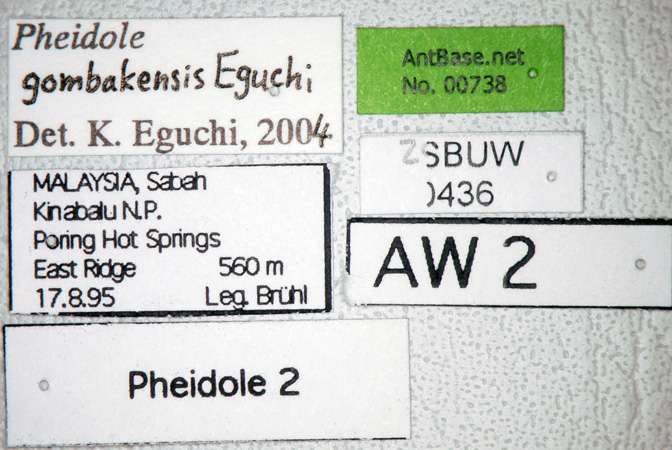 Pheidole gombakensis label