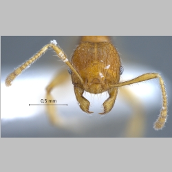 Pheidole retivertex Eguchi, 2001 frontal