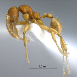 Pheidole retivertex Eguchi, 2001 lateral