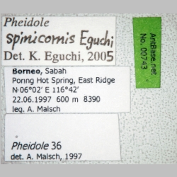 Pheidole spinicornis major Eguchi, 2001 label