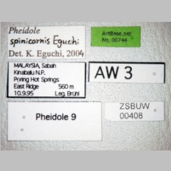 Pheidole spinicornis minor Eguchi, 2001 label