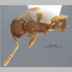 Pheidole tjibodana minor Forel, 1905 dorsal