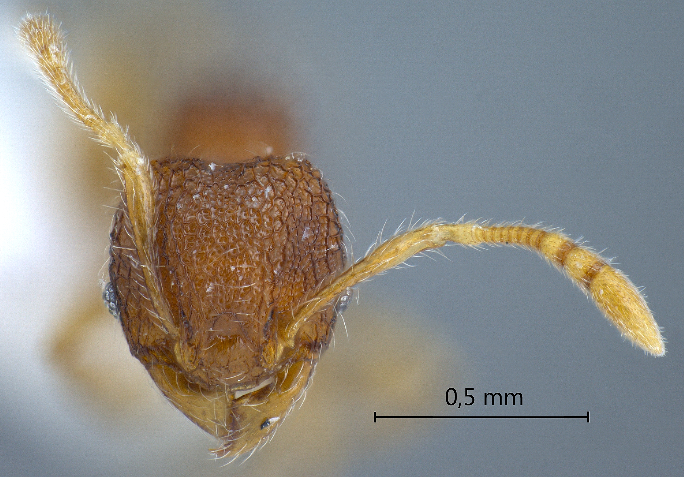 Pheidole tjibodana minor frontal