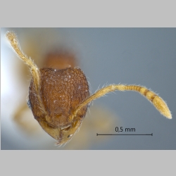 Pheidole tjibodana minor Forel, 1905 frontal