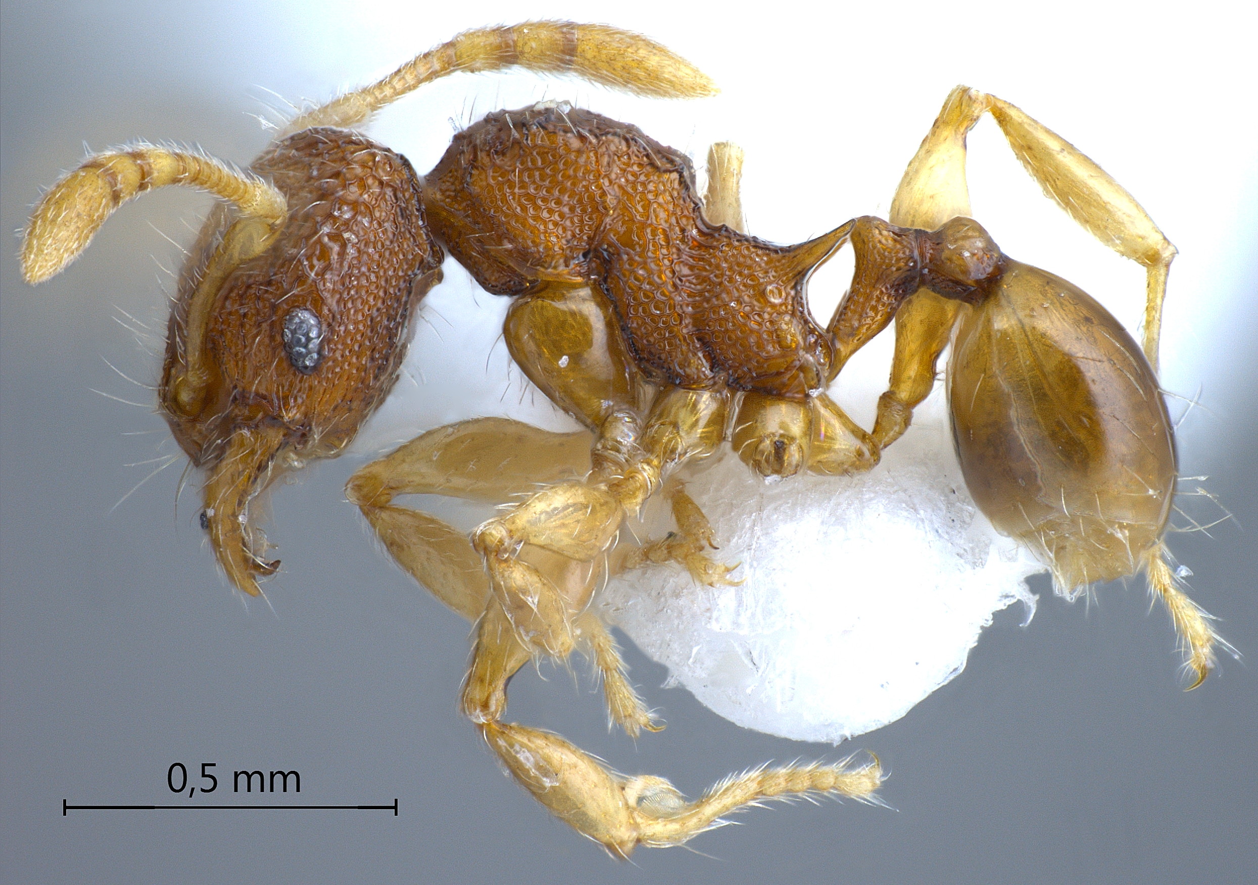 Pheidole tjibodana minor lateral