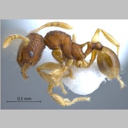 Pheidole tjibodana minor Forel, 1905 lateral