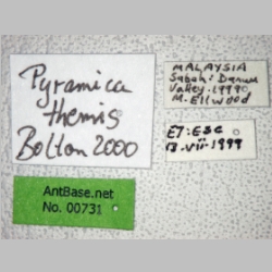 Pyramica themis Bolton, 2000 label