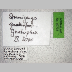 Strumigenys gnathosphax Bolton, 2000 label