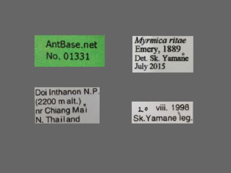 Myrmica ritae label