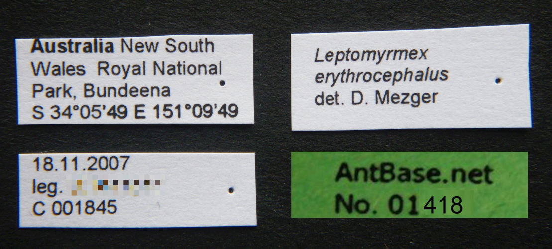 Leptomyrmex erythrocephalus label