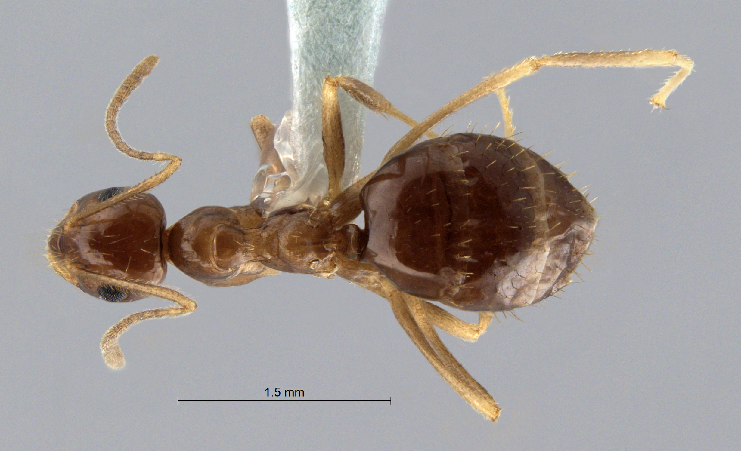 Colobopsis nipponica
