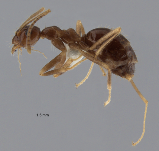 Colobopsis nipponica lateral