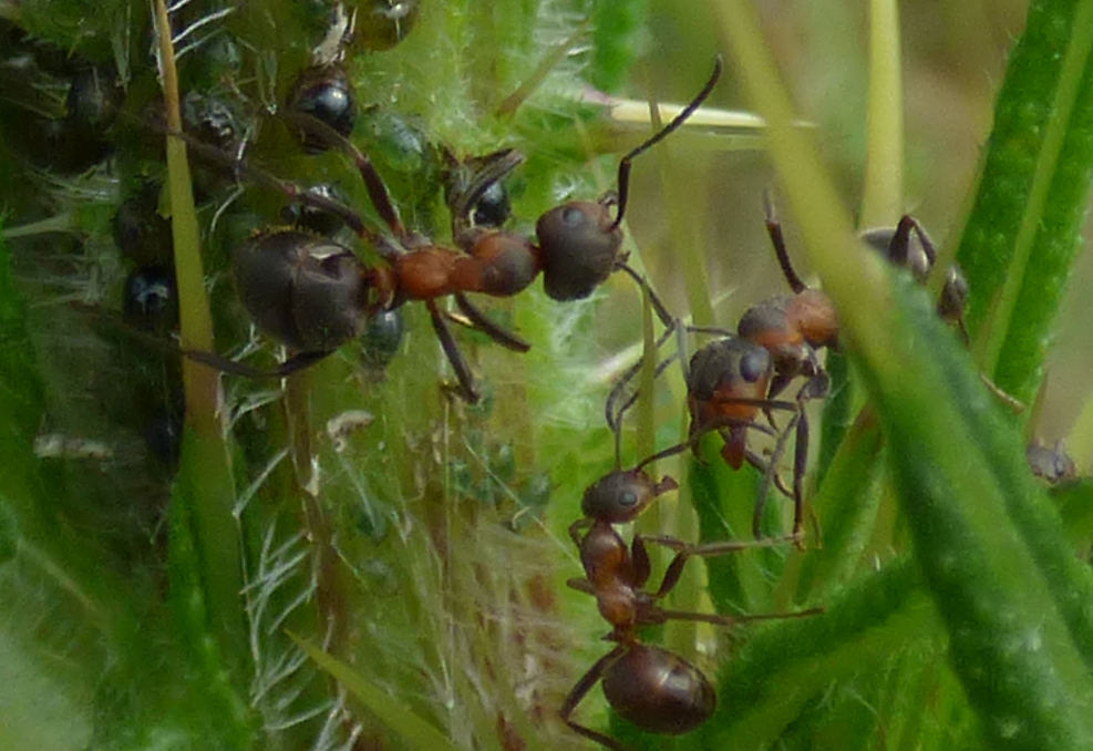 Formica sp.