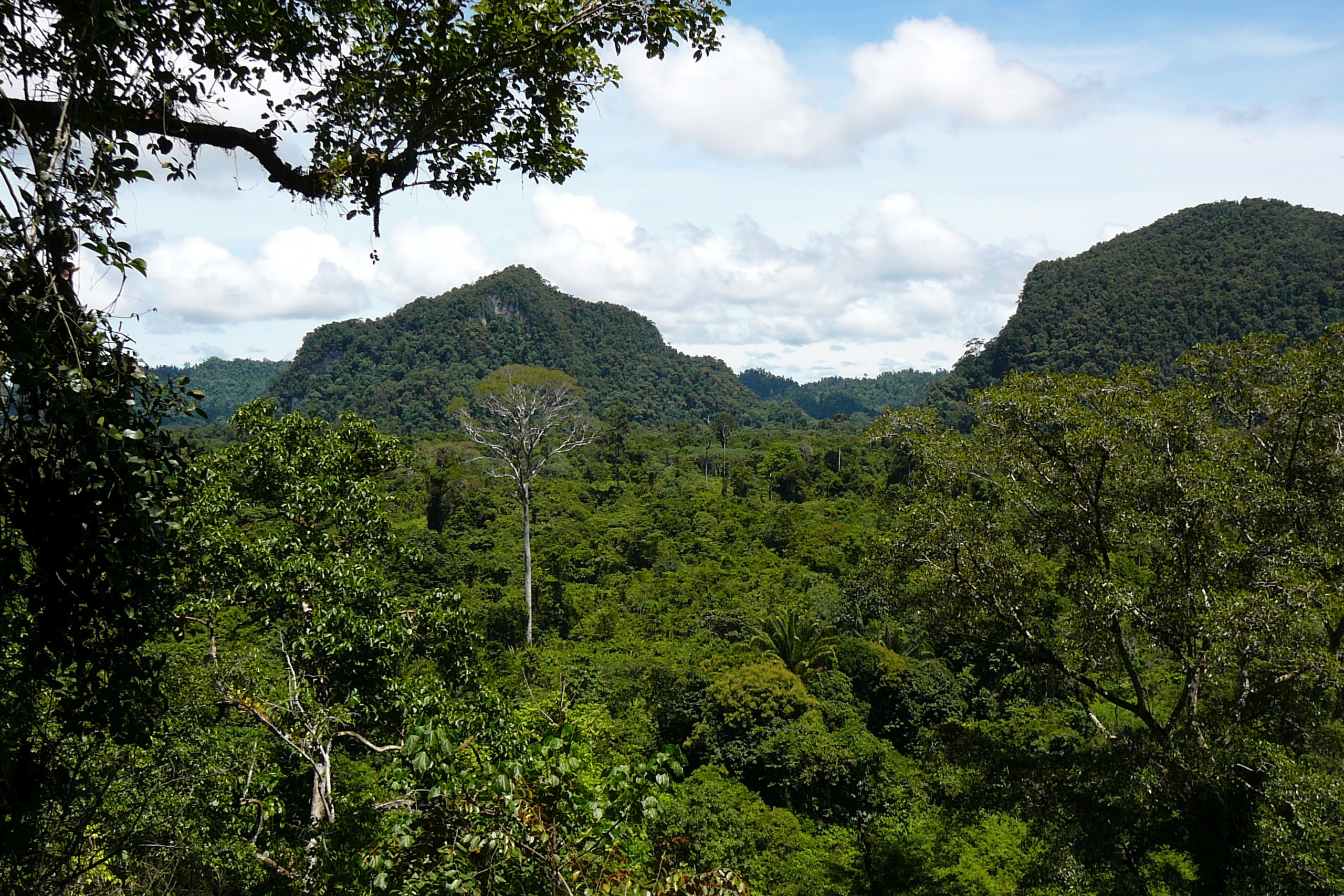 Tropical rain forest in Gunung Mulu National Park