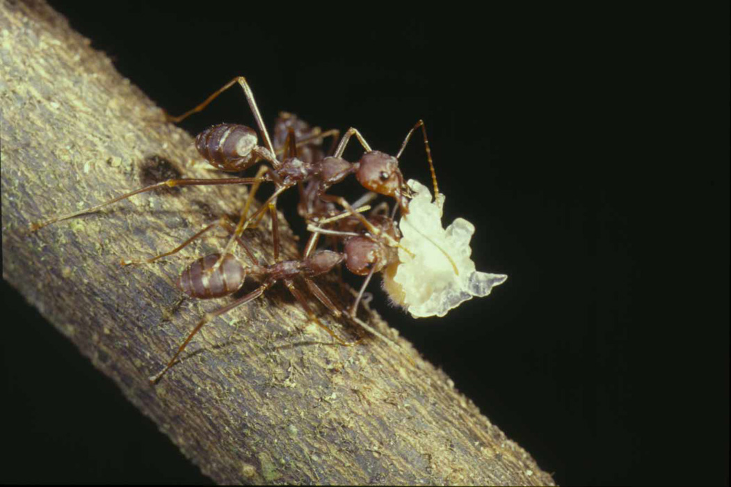 Oecophylla smaragdina at Globba franscii